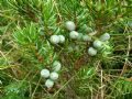 Juniperus communis